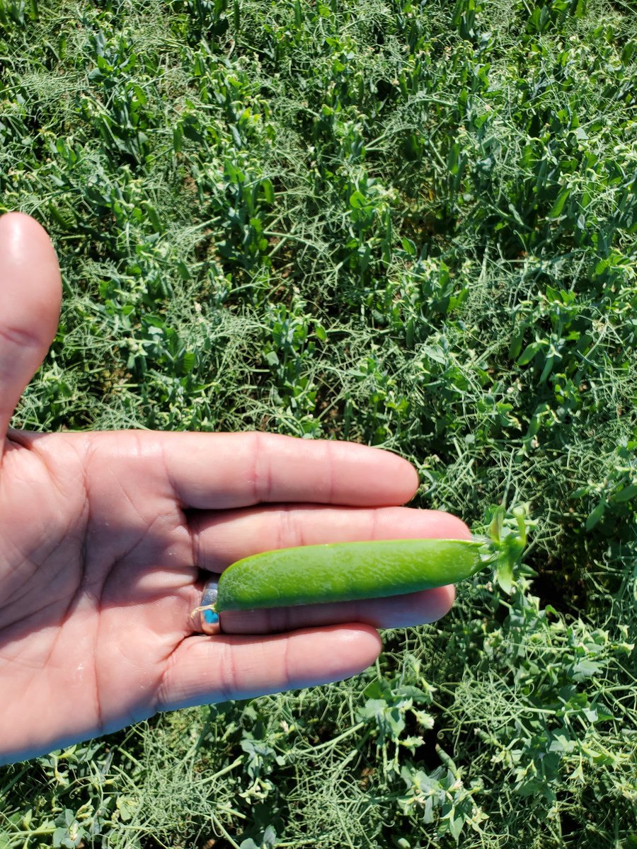 StollerOntario's tweet photo. It can't all be doom and gloom this year. Despite the Mother Natures best effort to throttle back every crop this year, there are a few shinning 🌟still! Real nice example of what a full program on peas can do this year! #dontstresscropstress #ontag #Bioforge #Xcyte #Stimulate https://t.co/twRUhfGpTx