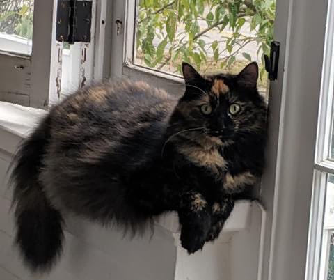jjjosiestewart's tweet photo. If you live in Painesville please keep an eye out for our Hershey. she got out Sunday afternoon and we haven’t seen her since. She’s easily scared so if you see her please dm me or @AlexPlisko Thank you! 💕 https://t.co/xFqA6mQP32