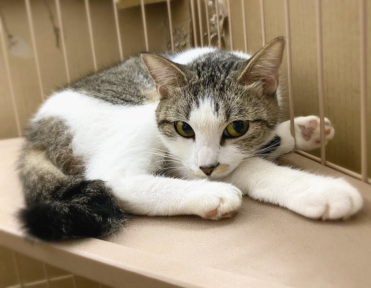 おはようございます♪
シフトの変更変更でお休みが伸び伸び…。
やっとお休みになったと思ったら、急に2連休もらいました。
嬉しいけど…ちょっぴり戸惑いました（笑）
写真は橙（ちぇん ）。
何故か呼んでもケージから出て来てくれませんでした😅

#猫 #猫がいる暮らし #猫好きさんと繫がりたい