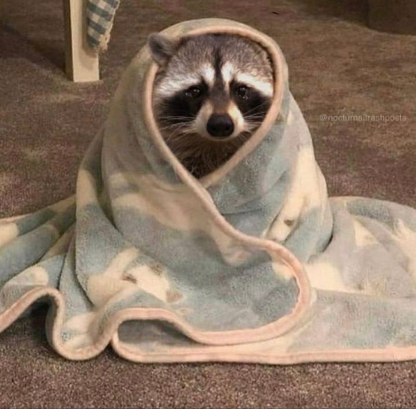 raccoons tweet media