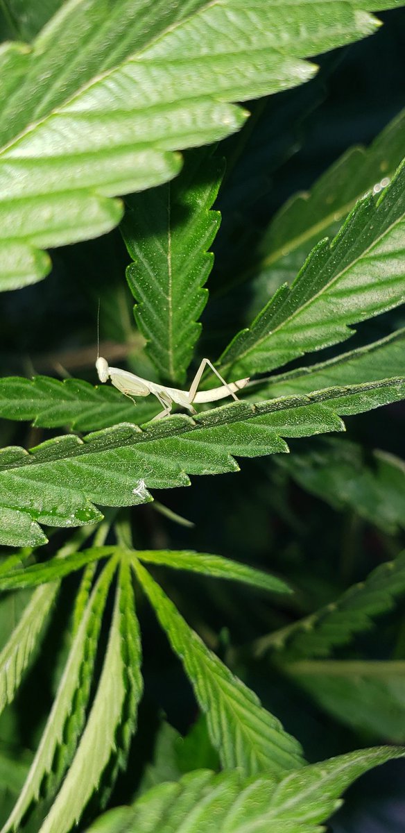 skammad's tweet image. Homies chillin