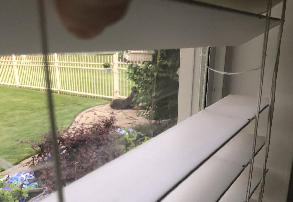 Cheryl_Rebel's tweet photo. Couldn’t find Dex &amp; it was thundering, so I looked out, he had gone out dog door and was sprawled out, head twisting, looking up at the sky. 🙌🏼 Dogs - Gift from God! https://t.co/nj5OYuY2Re