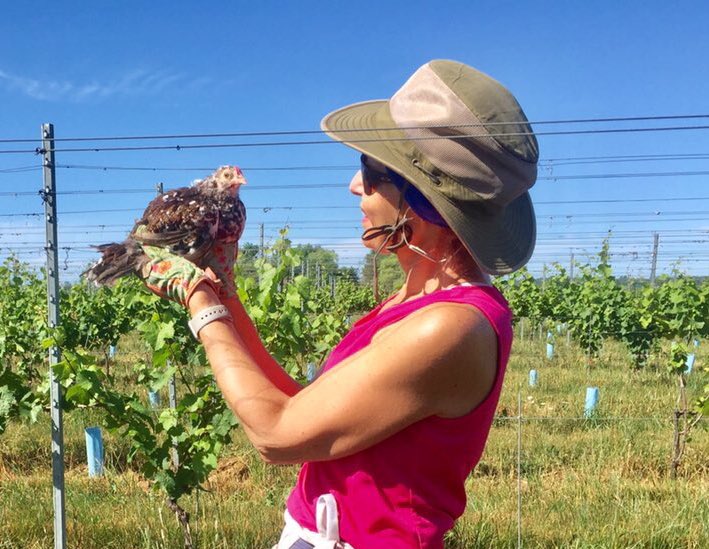 goodvineguy's tweet photo. Thought I’d take little Minerva for a ride in the Kubota to visit @HeartDocSharon while she was working in the vineyard! Left her sisters and brothers back at the coop! @DrMarthaGulati @anjalibhagramd https://t.co/tDPdbZ2JnB