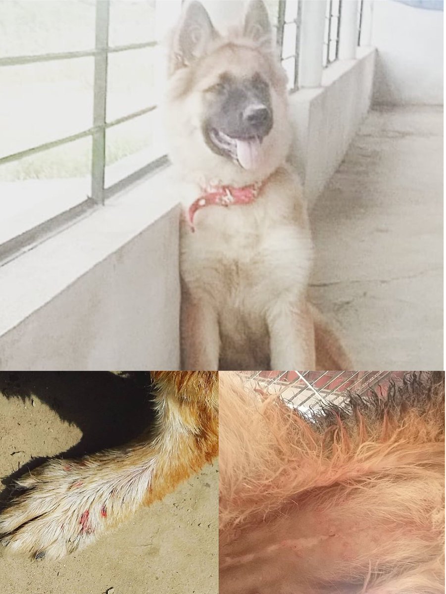 Julianarfc5's tweet photo. @taeminoir Gente, essa é a Lua. Ela está com infecção bacteriana avançada e o tratamento é caro. AJUDEM por favor, doando ou compartilhando. Vakinha: https://t.co/sk9F40qmkS https://t.co/pHzIJlWsDS