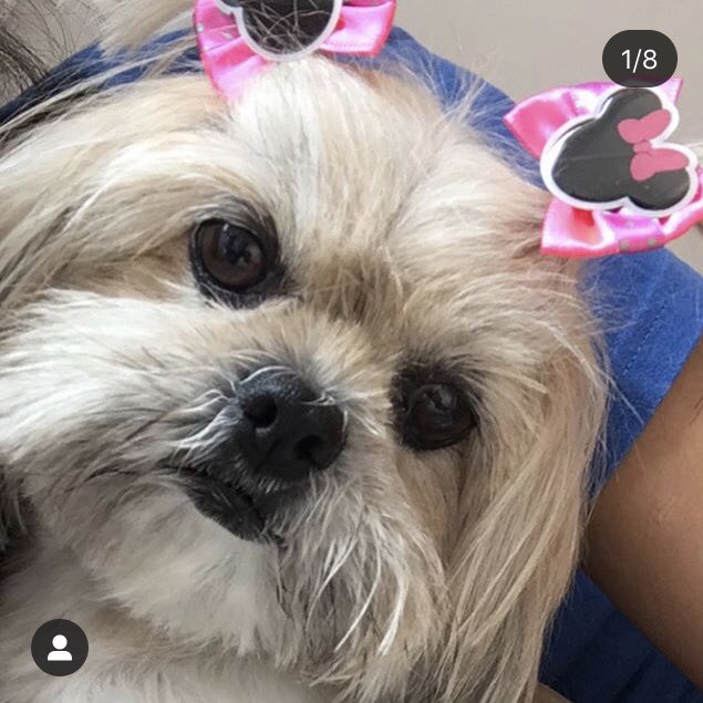 Julianarfc5's tweet photo. @BolsonaroSP Oi gente, essa é a Julie. Ela é paraplégica, não consegue urinar voluntariamente e sente muitas dores. Precisa de AJUDA para realizar exames e sua cirurgia. Ajude doando ou compartilhando. Vakinha: https://t.co/Z0TUwYv9KO https://t.co/0zczOTWuUp