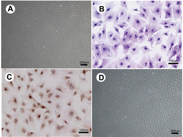 Cell Therapy News tweet media