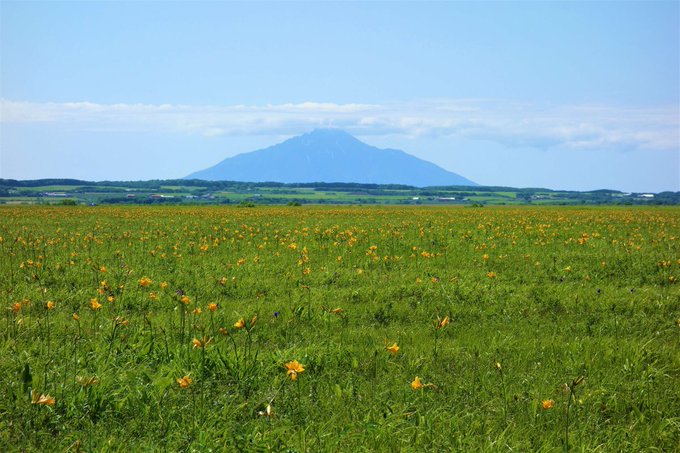 サロベツ原野のエゾカンゾウの21年見頃や開花状況は アクセスは そらいろ 日本が魅せる多彩な表情
