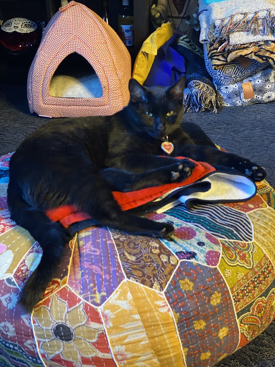 suzynaidu's tweet photo. #CatsOfTwitter our beauty ❤️ https://t.co/lmuQYwYyq2