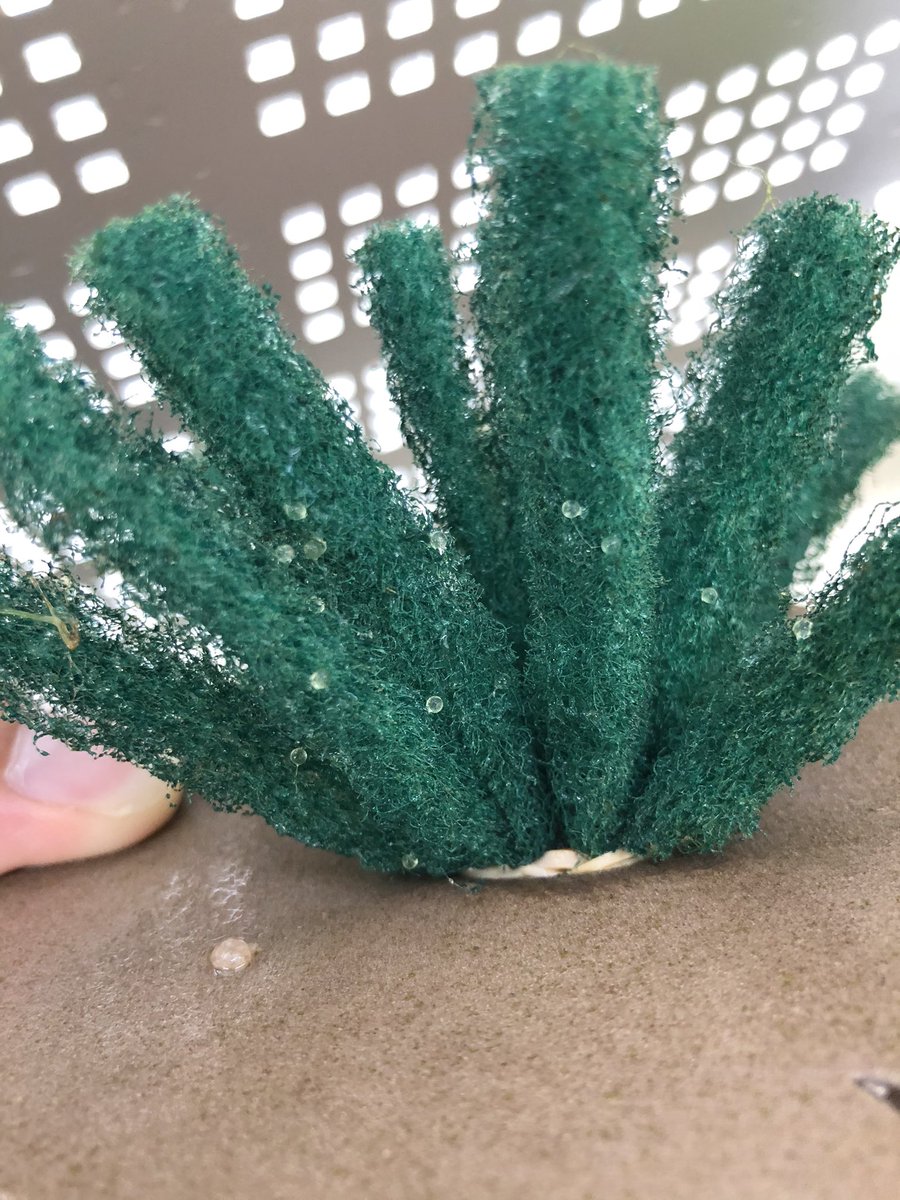 紅帝ちゃんの産卵ラッシュが止まらない✨
雨なのに頑張ってくれてる😁