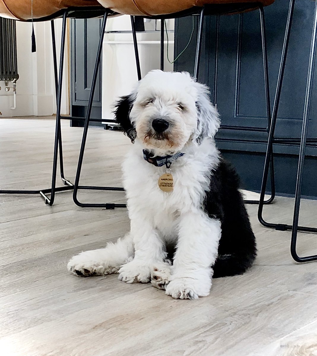 I am now a proud owner of an Old English Sheepdog. Please meet #Ambrosius #Labrynth #DavidBowie <a href="/DavidBowieReal/">David Bowie Official</a>