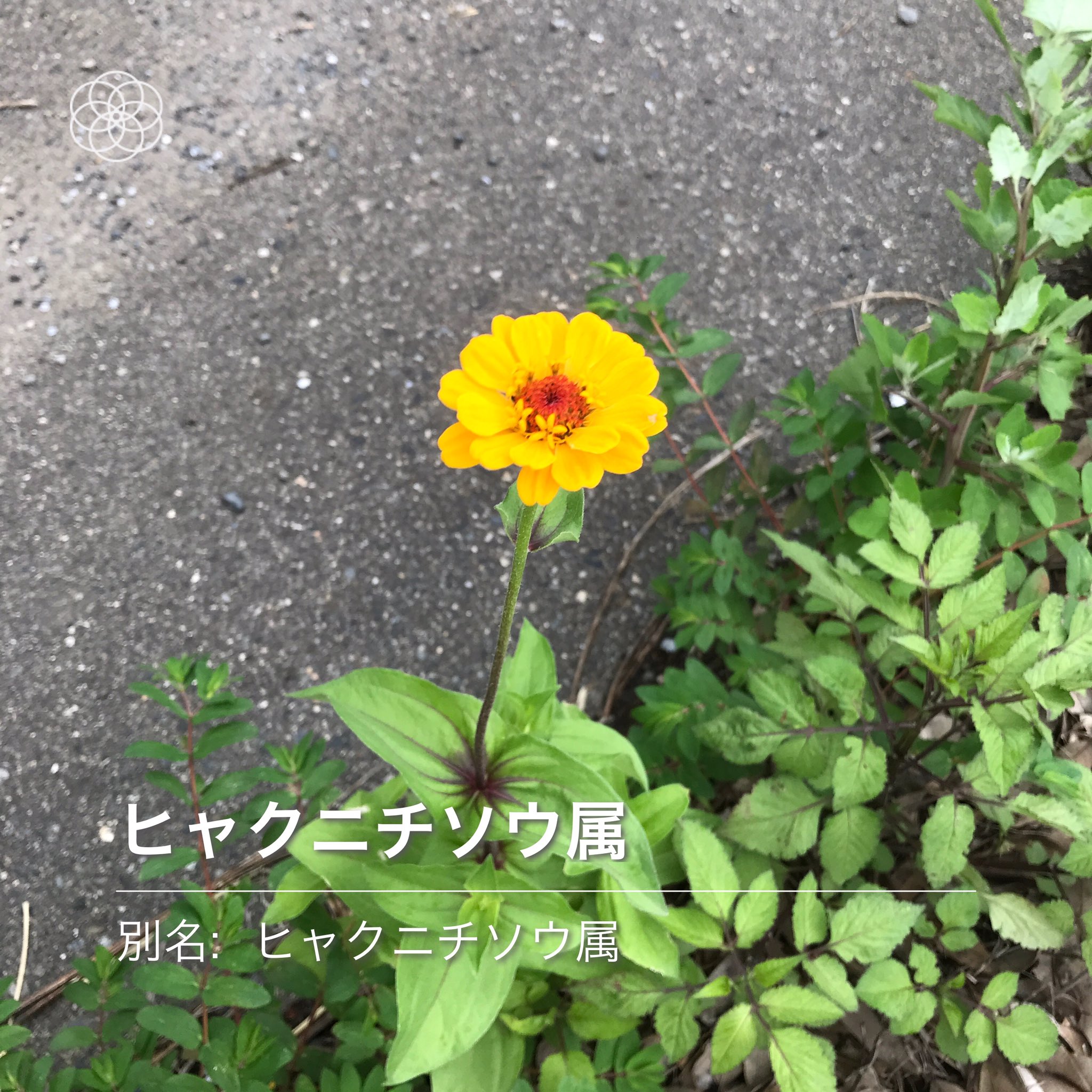 アスファルトに咲く花 Twitter
