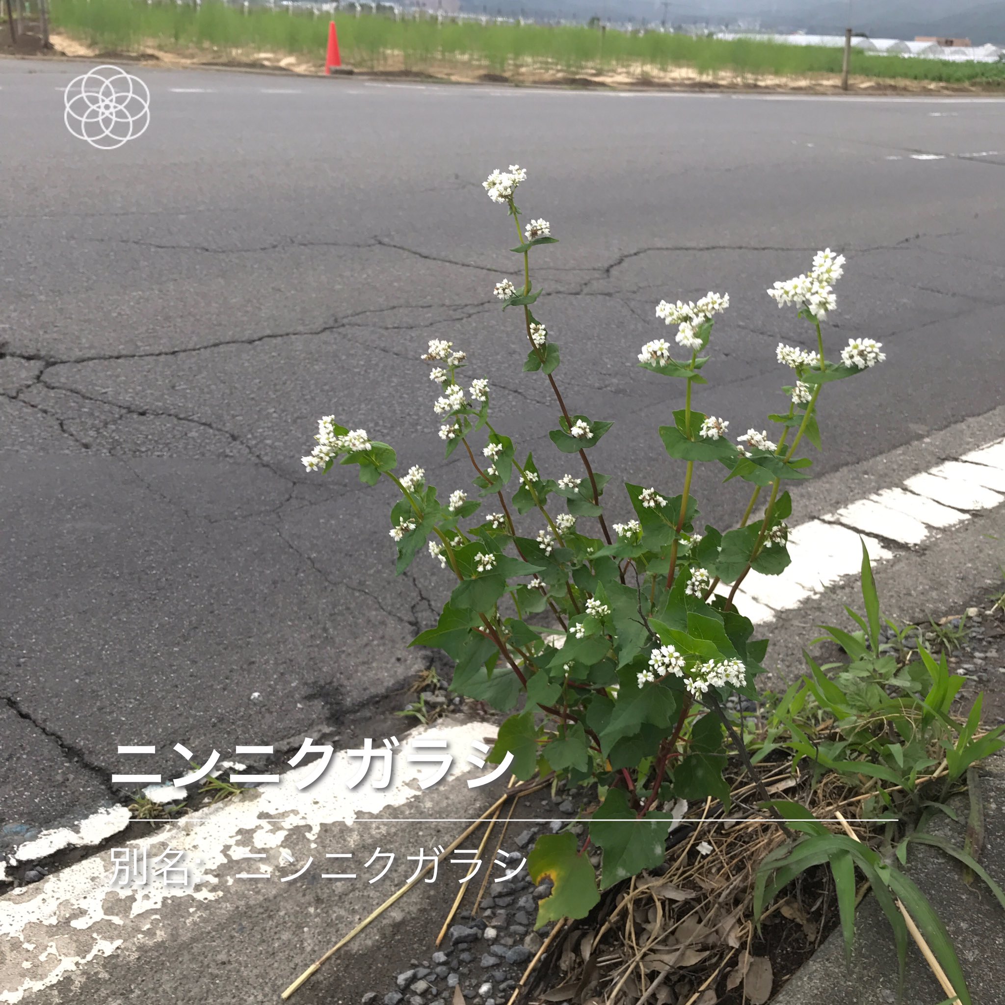 みんなの藤壺 アスファルトに咲く花 19回目 ニンニクガラシ判定の花は 蕎麦だと思うんですよ 根元付近が赤いし ハナノナ T Co Yc1afjo9o2 Twitter