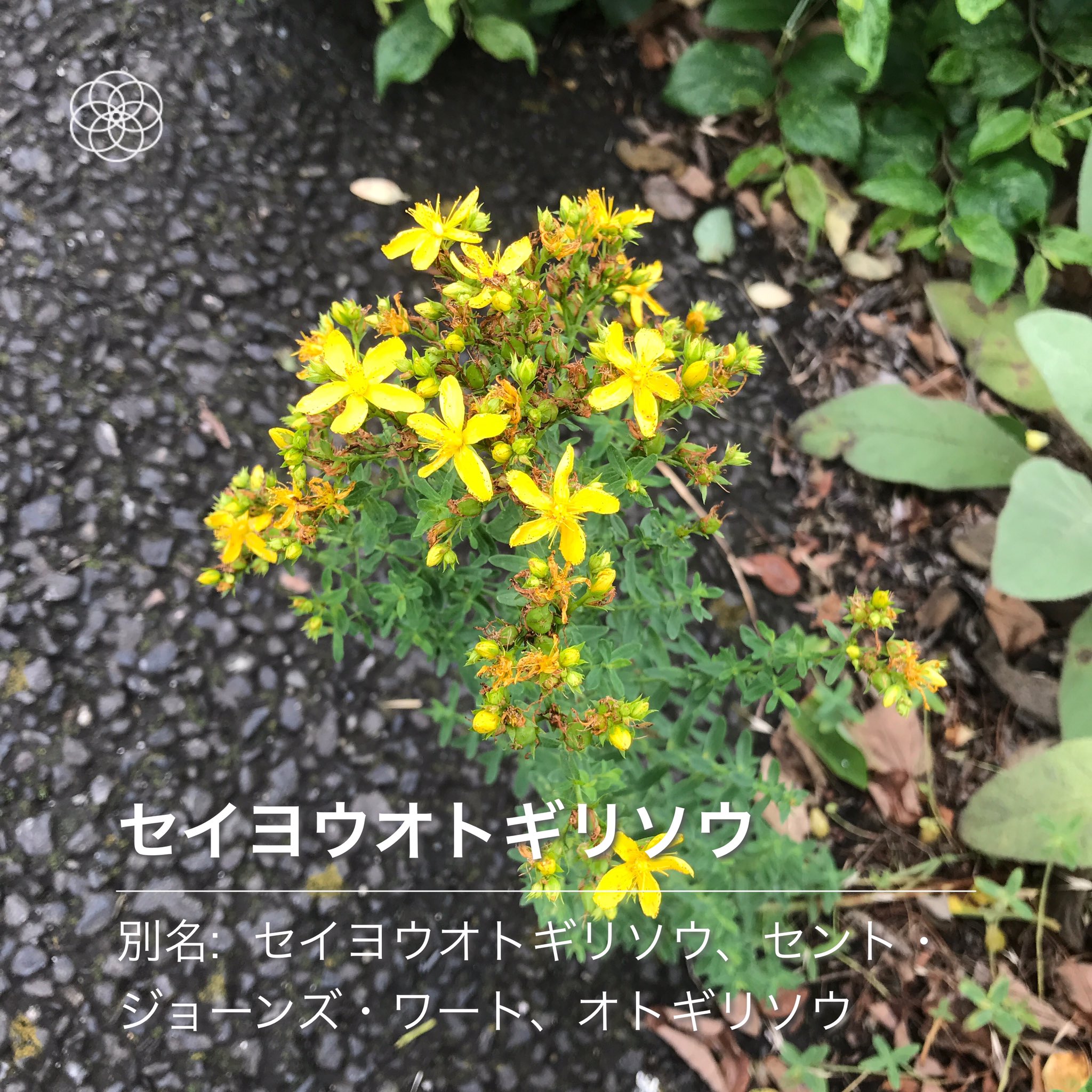 みんなの藤壺 アスファルトに咲く花 19回目 ニンニクガラシ判定の花は 蕎麦だと思うんですよ 根元付近が赤いし ハナノナ T Co Yc1afjo9o2 Twitter