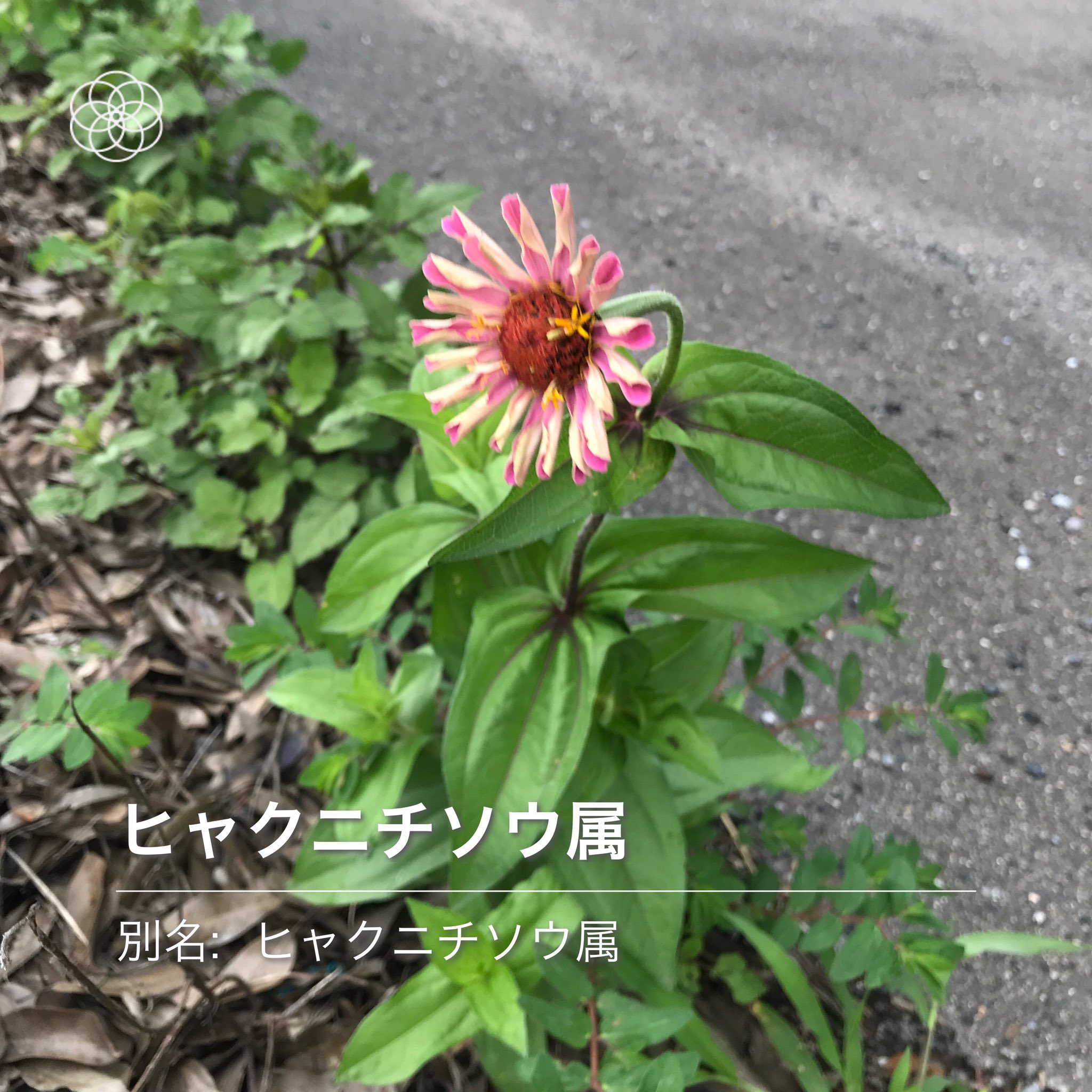 みんなの藤壺 アスファルトに咲く花 19回目 ニンニクガラシ判定の花は 蕎麦だと思うんですよ 根元付近が赤いし ハナノナ T Co Yc1afjo9o2 Twitter