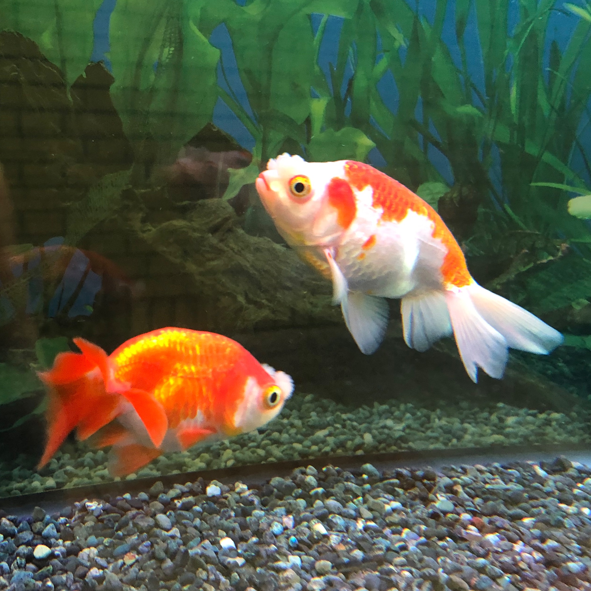弥富市歴史民俗資料館 金魚 新しい金魚 花房がやってきました 鼻のところに丸い房があるのが特徴です 市内の金魚屋さんでもなかなか見かけない珍しい品種ですので ぜひご覧ください 弥富 金魚 ハナフサ T Co Fbv9qlwsao Twitter