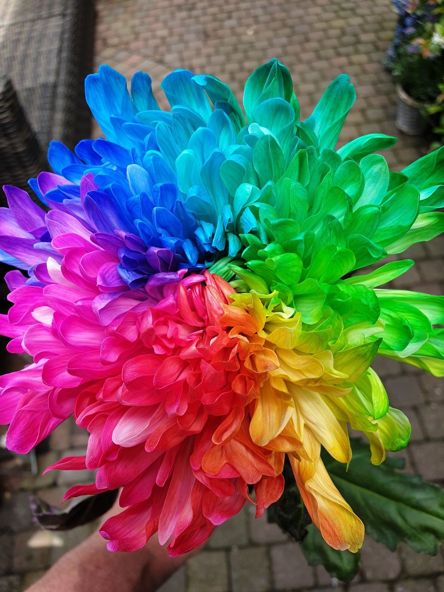 De Chrysant Rainbow nu bij ons in de winkel!!!