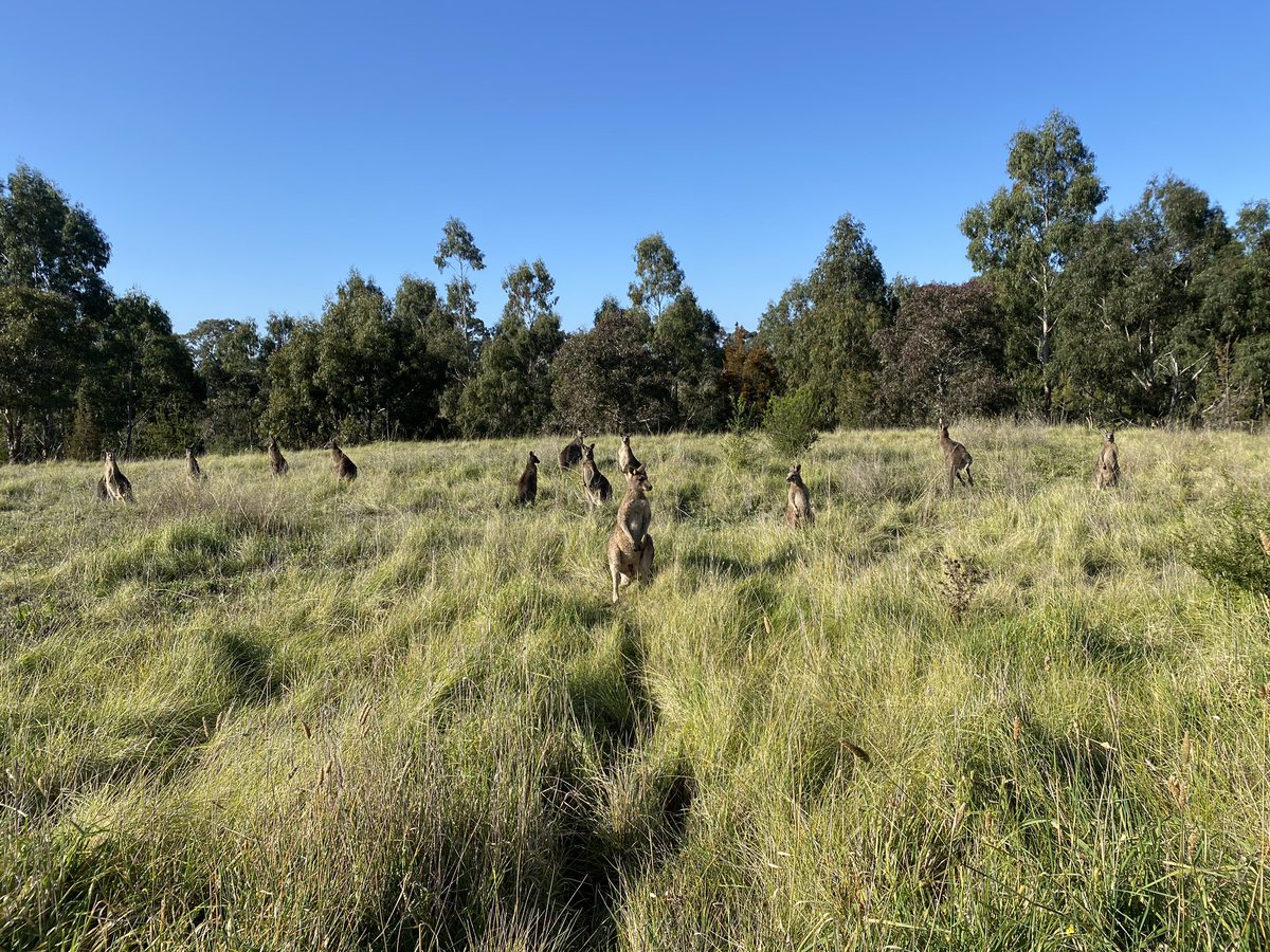 So I figured as activities go, walking for a few hours in a huge bush park in not far from my home would be OK.When you visit Mernda, you have to be ready to see all the kangaroos.