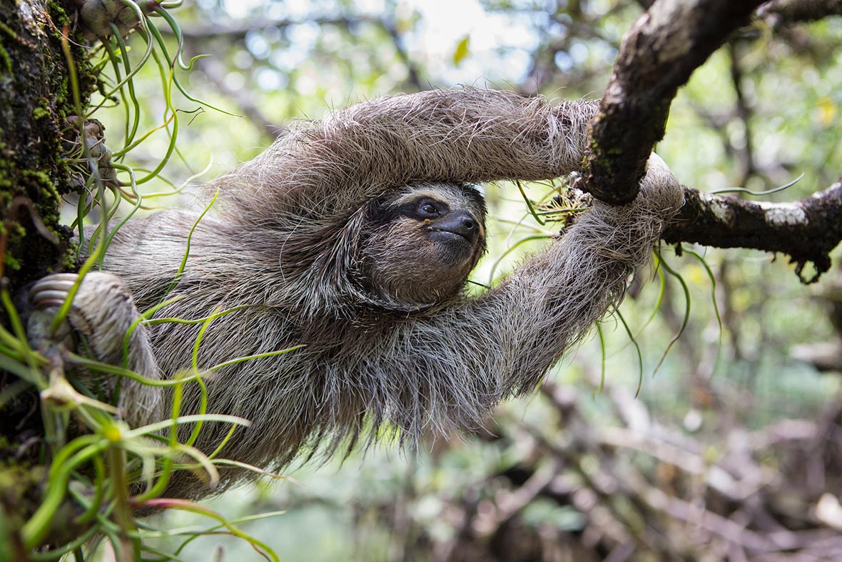 The Pygmy three-toed sloth (Bradypus pygmaeus) is critically endangered, with 79 left in the wild in 2012.These smaller  #sloths (~50cm long) are found in Isla Escudo de Veraguas in Panama.Other than being smaller, they generally resemble the brown-throated sloth above.