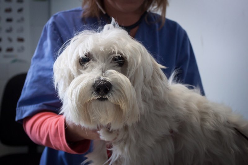 VetsGetScanning's tweet image. #WednesdayMotivation 
We start today with 83,658 signatures, our target is 100k 
The future of missing microchipped pets is dependent on a single microchip ID check. SIGN &amp;amp; RT to make it compulsory for vets to check microchip ID at 1st treatment #FernsLaw 
petition.parliament.uk/petitions/3000…