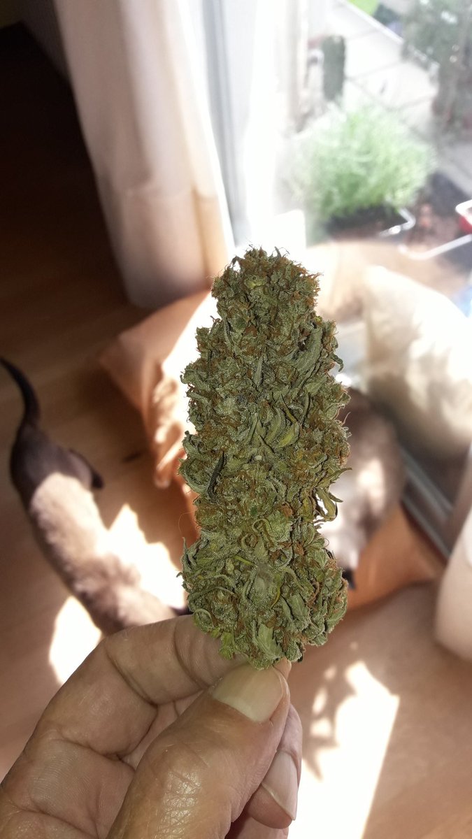 Weed Día Verde Mundo, Sol espléndido en #AdrycsCove, una #Auditoría a <a href="/GreenbudSeeds/">Greenbud Seeds</a> Viento por Aleta, un #Cogollito #Jawbreaker47 para coger Fuerza en demanda de la Cantábrica Mar,
Y mi Hada, @GiftsGreenwood, <a href="/HempCropEs/">HempCrop</a> #AdrycManëllsonTesterTeam y yo Os Deseamos todo Feliz.🧚‍♂️😎
