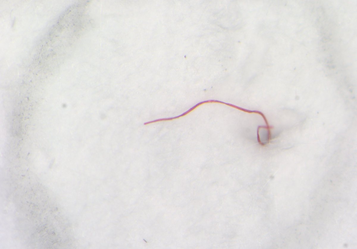 New paper! 📄🔬🌊

Varying levels of microplastics in benthic sediments within a shallow coastal embayment
doi.org/10.1016/j.ecss…

In case you needed a #microplastics in #Galway paper today.