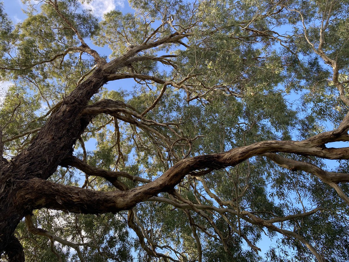 I had lunch under this tree. It was hopping with flame robins, spotted pardalotes, brown thornbills, red-browed firetails, white-plumed honeyeaters, superb fairywrens, etc. (no photos)