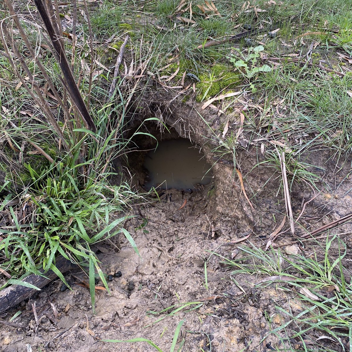 Another wombat burrow. Wombats are very good at digging holes but they’re also very good at getting their holes flooded. Silly woms.