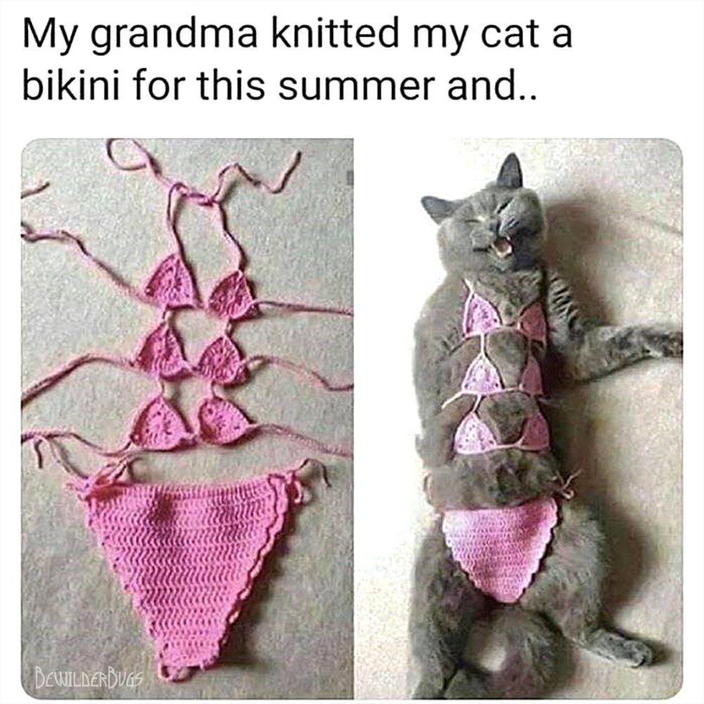 Belonend genoeg menu BewilderBugs on Twitter: "Looking fabulous. #Meme #Memes #Cats #Bikini https://t.co/3oLBEqYZAV" / Twitter Belonend genoeg menu BewilderBugs on Twitter: "Looking fabulous. #Meme #Memes #Cats #Bikini https://t.co/3oLBEqYZAV" / Twitter
