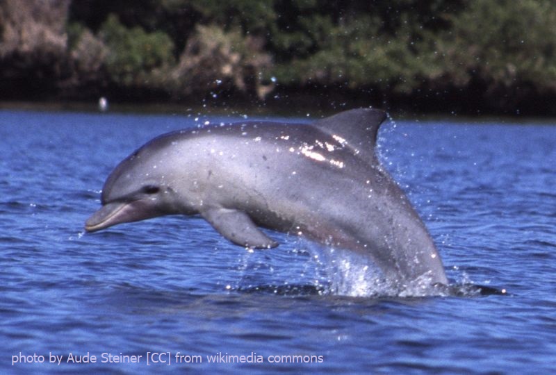 Animal Behaviour, May 2020 📰 Using behavioural data to describe personality differences between bottlenose dolphins, @thebdri suggests that bold dolphins probably play an important role in group cohesion, stability, and spread of information. sciencedirect.com/science/articl…