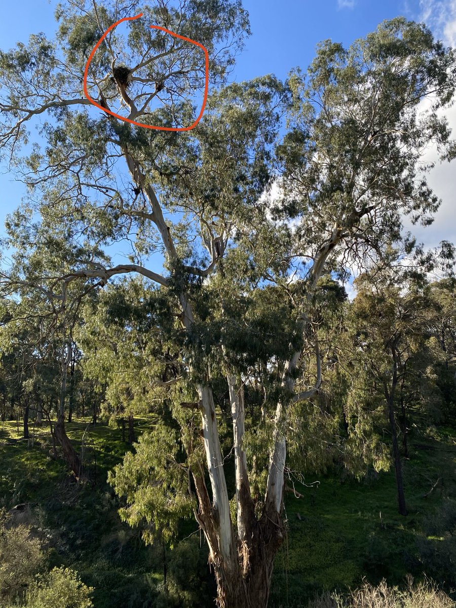 Then when I stopped looking down I looked up and - wait, what’s that way up there in the top of that beautiful old eucalypt?