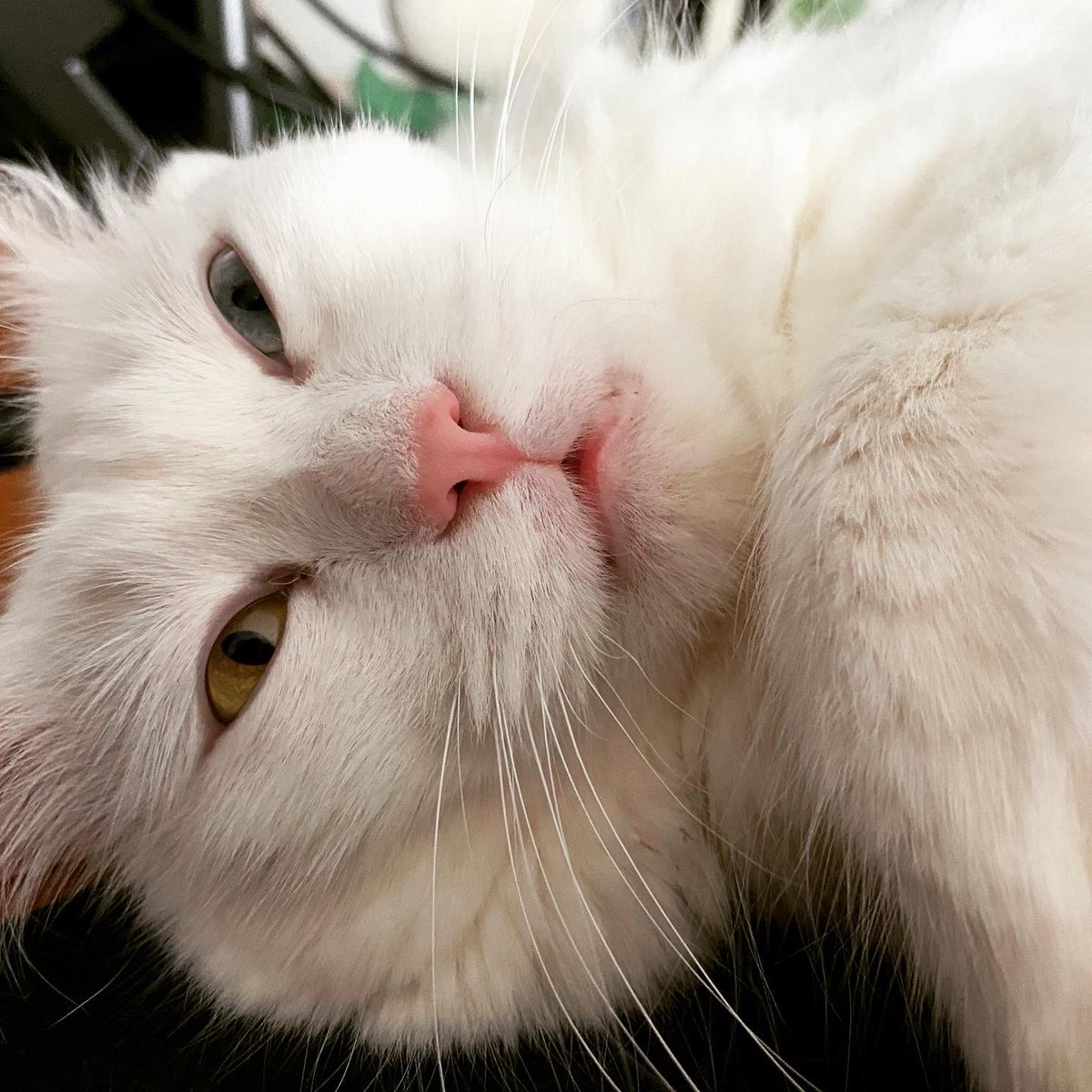 Lemme sleep hooman 😡