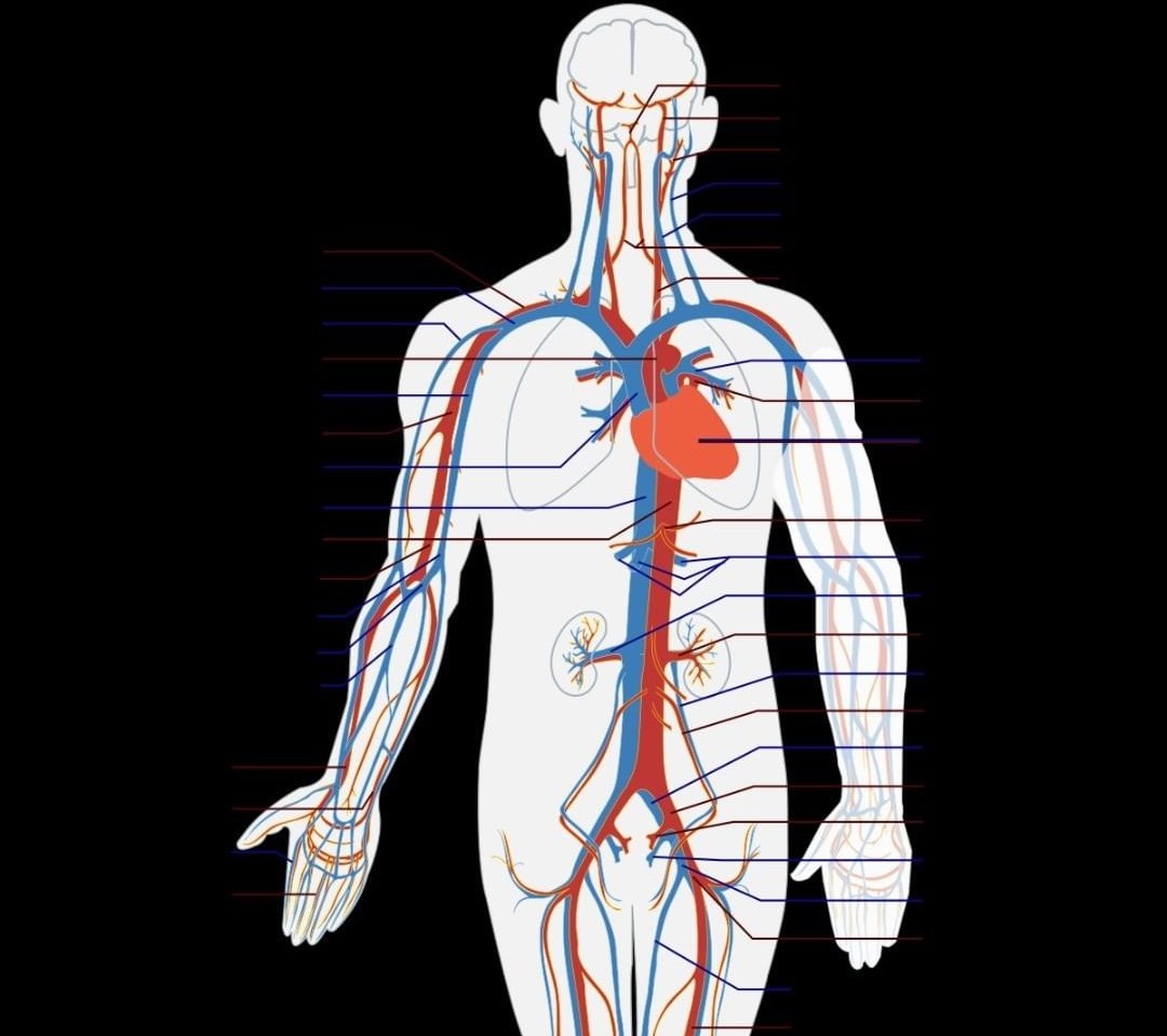 сердечно сосудистая система. болезни системы кровообращения. система кровообращения. кровообращение картинки. сердечно сосудистая система.