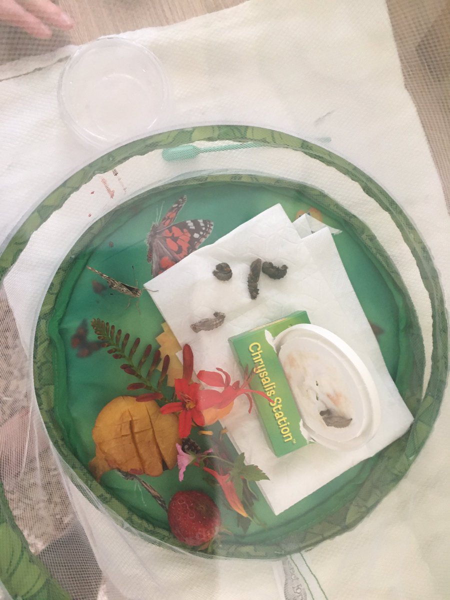 We have butterflies! Been so exciting watching them develop <a href="/DaVinci_BPS/">DaVinci_BPS</a> <a href="/BlackrodPSch/">Blackrod Primary</a> #insectlore