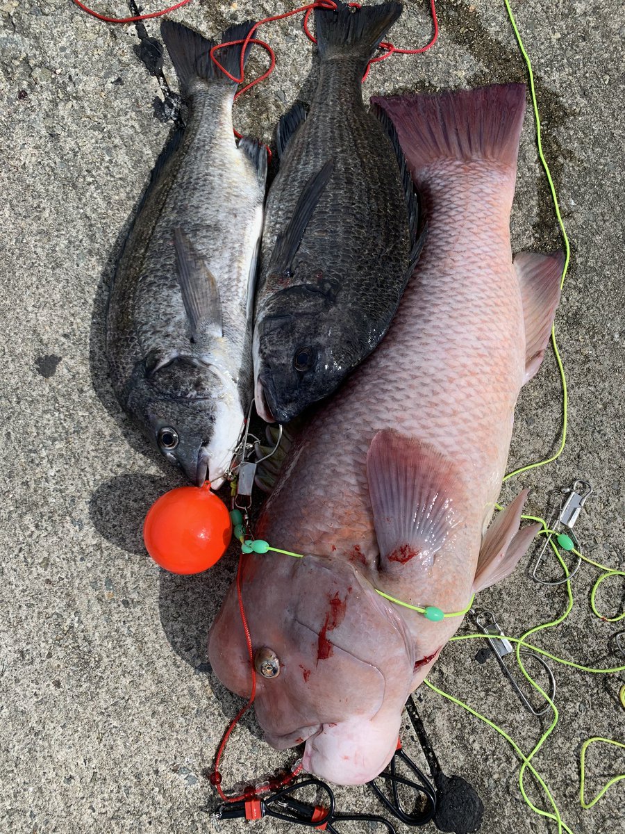 大介 落とし込み 神戸付近 道糸２号ハリス1 5号餌は自作のイガイルアー やっちまったー 黒鯛工房のヘチセレクションめちゃくちゃ強いね 腕が良いのかな 黒鯛工房さいこ チヌ カンダイ コブダイ 落とし込み 黒鯛工房 ヘチ釣り イガイ