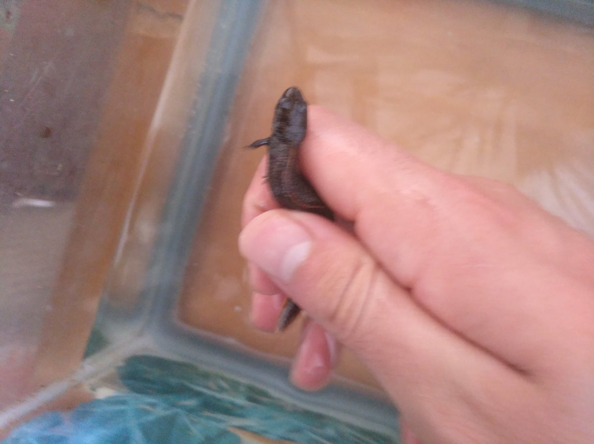 AnimalistaEllas's tweet photo. #Triturus dobricus https://t.co/3Qk4PqeXdD