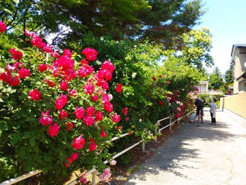 石田ローズガーデン のバラの見ごろやバラまつりとバラ園情報 バラ園案内 バラの見ごろと開花状況