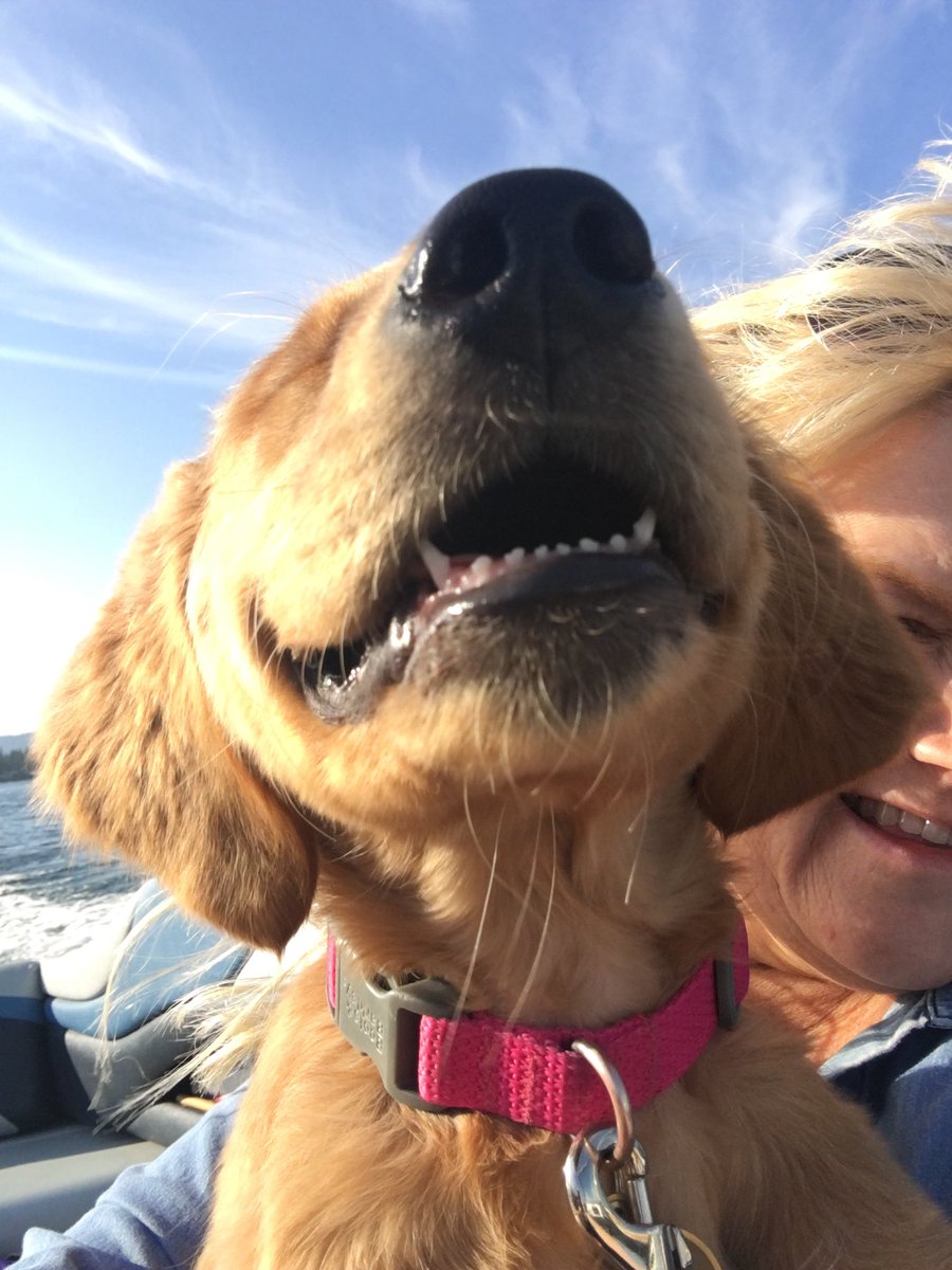 MollyMarie3312's tweet photo. Please enjoy these pictures my mom took of Penny having the time of her life on her first boat ride. https://t.co/OMBPEUAznw