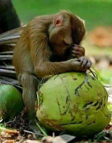 paulinbangkok44's tweet photo. so stressed ..... afraid of losing his job #monkeylabour #Thailand https://t.co/DDfkuFN2ZA