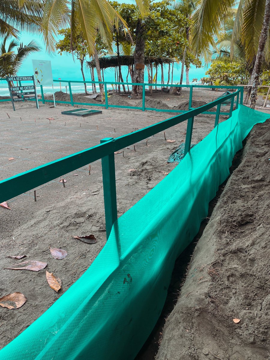 ramosskary's tweet photo. Hoy ❤️ Limpiamos la playa un ratito y restauramos un vivero de tortugas 🥰🇨🇷🌊 Increíble labor la de diferentes organizaciones para ayudar a la conservación del medio ambiente 🌴 🐢 🍃 Dejemos una huella positiva 👣 https://t.co/kYA7XOCNDs