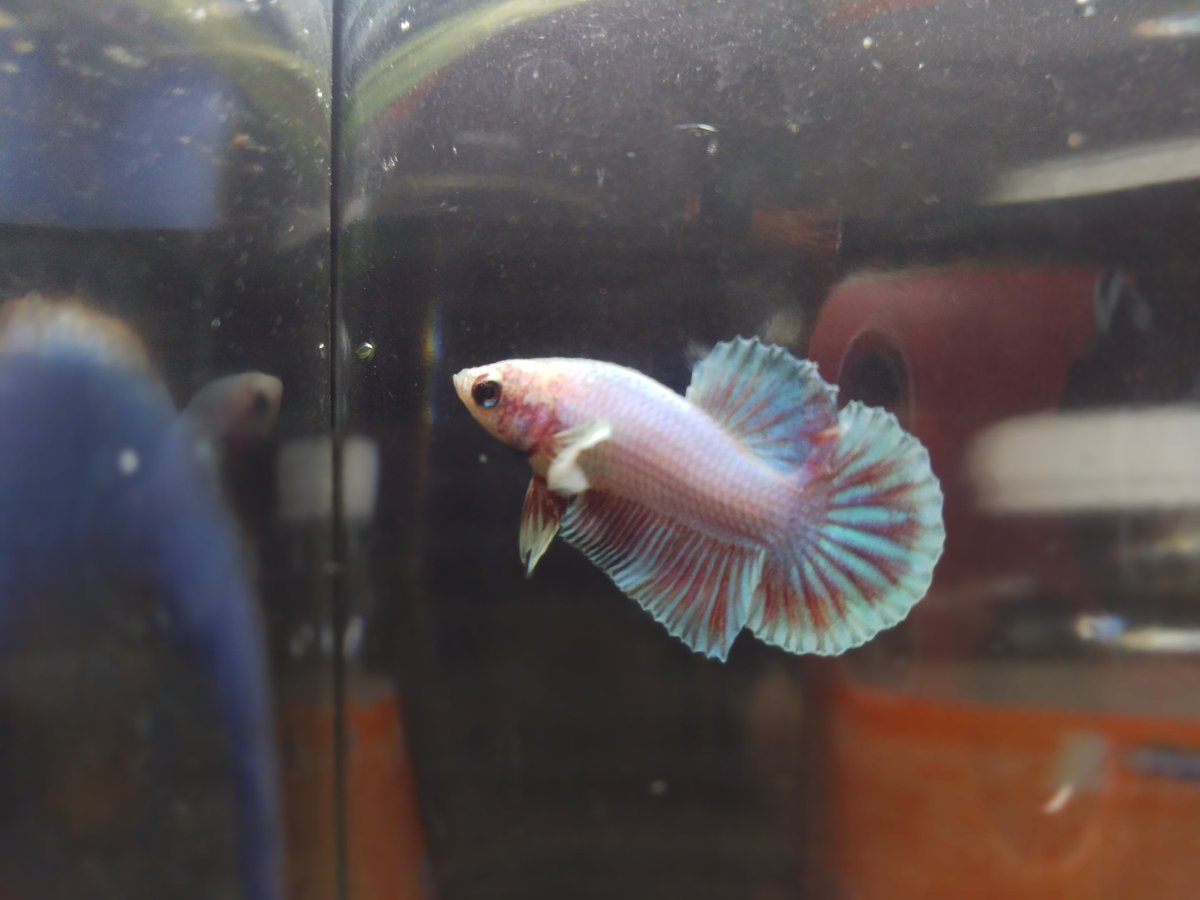 Fishpire1 tweet picture