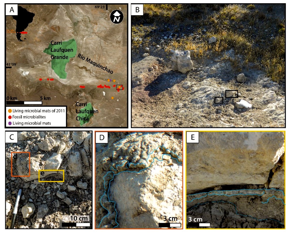 Minerals_MDPI's tweet photo. New paper published in #mdpiminerals
Tracking #Organomineralization Processes from Living Microbial Mats to Fossil #Microbialites
(by Inès Eymard, María del Pilar Alvarez, Andrés Bilmes, Crisogono Vasconcelos and Daniel Ariztegui)
Read the article at: https://t.co/z7vdtLUNQ7 https://t.co/QQLa7Ysx4F