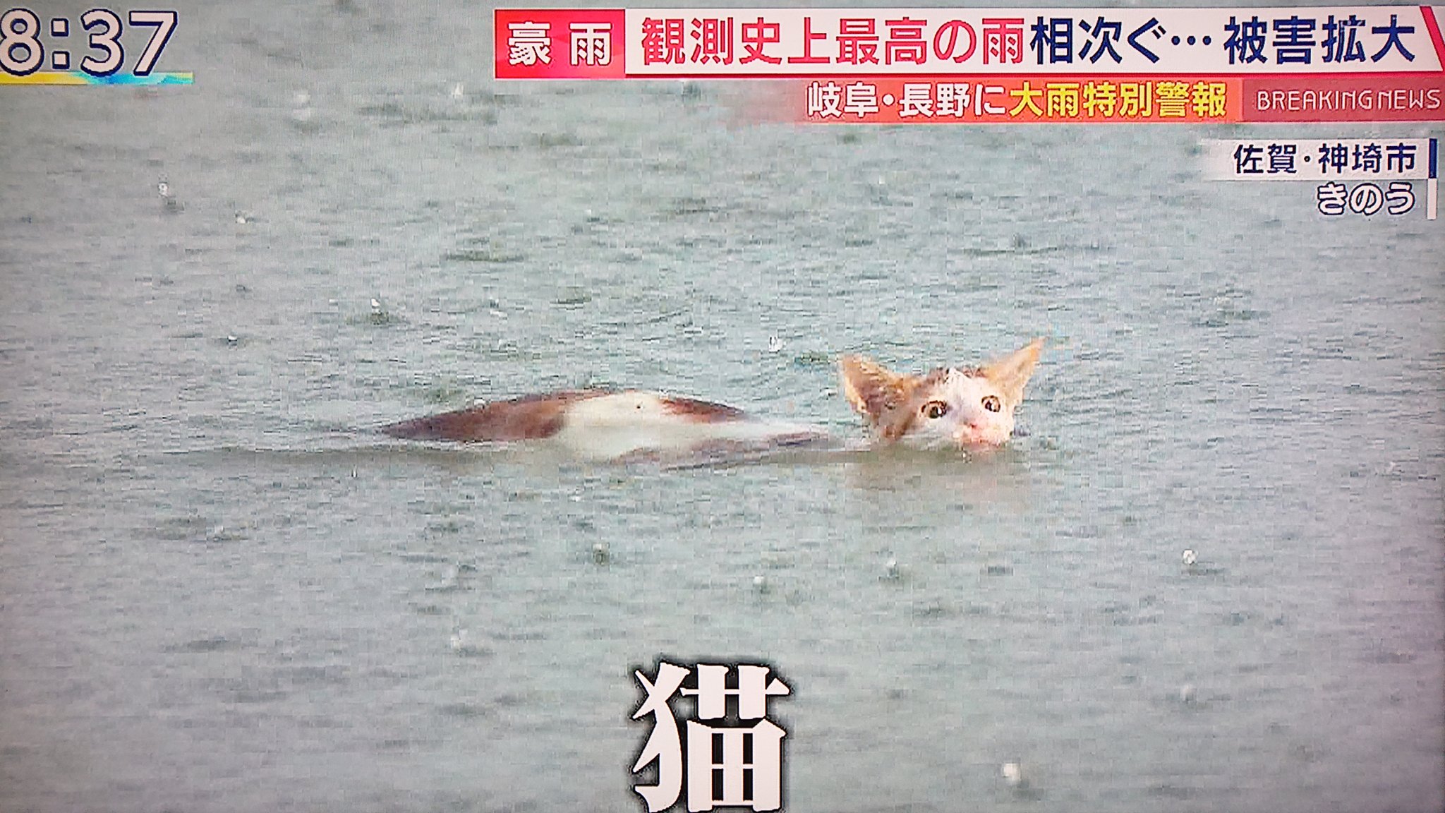 تويتر Take7700 على تويتر 佐賀県神埼市 水の中を懸命に泳ぐ猫 佐賀県 神埼市 泳ぐ猫 猫 ネコ 大雨 氾濫 T Co 5tgm3solmk