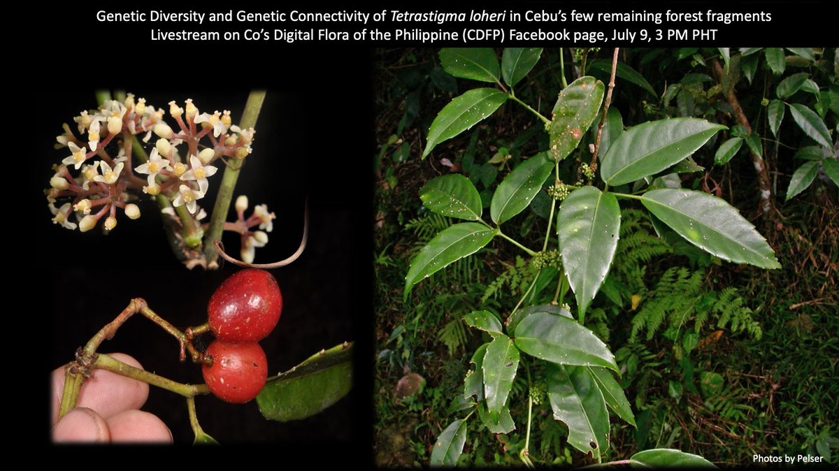 What are the patterns of #geneticdiversity & connectivity of a common forest vine in the few forested areas in #Cebu, a 🇵🇭 island that has nearly lost all of its #forest cover? Find out in my talk tom, July 9, 3PM, PHT on CDFP FB page(facebook.com/groups/philipp…)