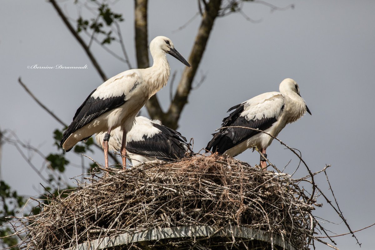 #natuur <a href="/natuurenbos/">Natuur en Bos</a> <a href="/MijnNatuurpunt/">Natuurpunt</a> <a href="/hetzwin/">Zwin Natuur Park</a> Gisteren 7 juli 2020 maakte de ooievaar met ringnr YO177 zijn allereerste vlucht, heel fijn om dat te mogen beleven in het Zwin natuurpark te Knokke.