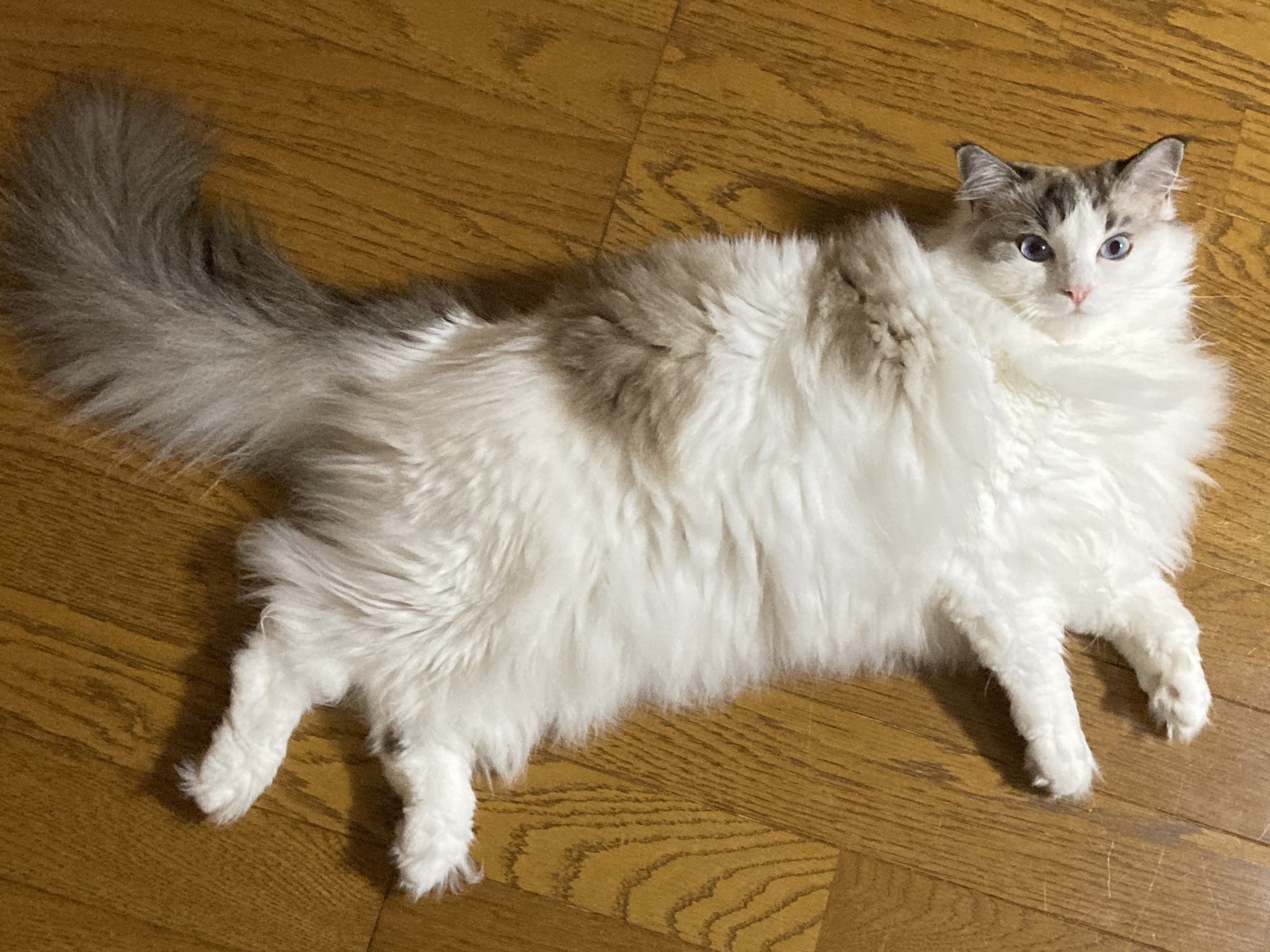 マロちゃんとノアくん (@MAROMARO_0101) / X