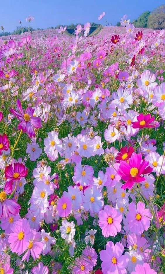 gauthie74757302's tweet photo. Good morning my dear friends from around the world๐๐๐
Wishing you a pleasant Wednesday of happiness everyone ๐๐๐ค https://t.co/hj28Ycz07D