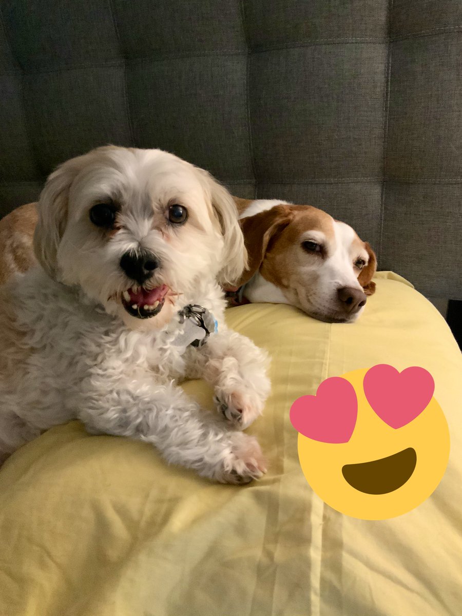 BfpSunny's tweet photo. My brother Stewie Gilligan was protecting me and giving me loves during the scary fireworks. I wuv him! @beaglefreedom #Freedom #Rescue #BeagleFreedomProject #LoveWins 🥰🥰✌🏼✌🏼 https://t.co/JwcCVH9Zhq