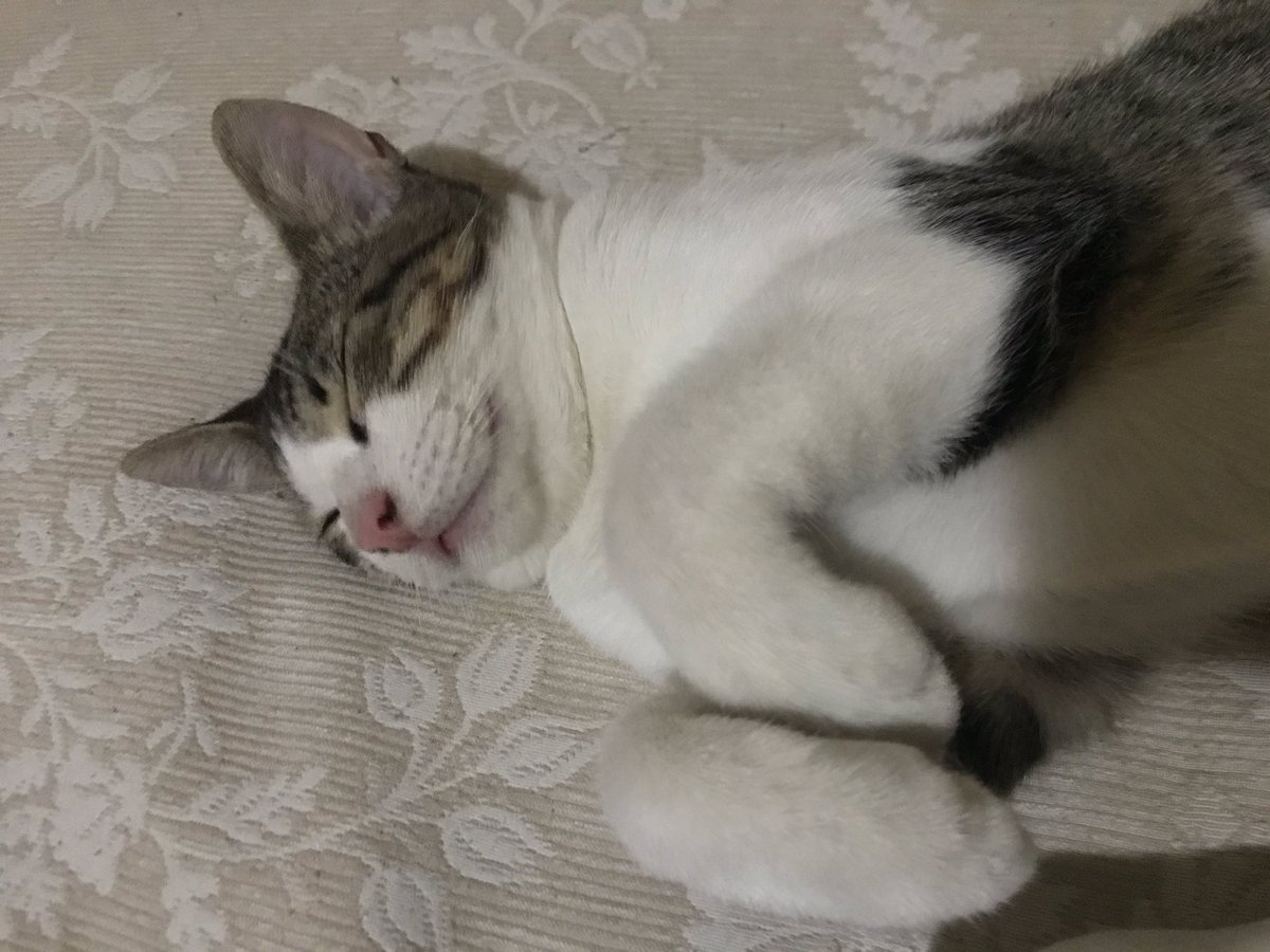ligia_meches's tweet photo. - Mi mamá (por WhatsApp): hija andá a ver a Nico que ya ratos anda llorando en el patio...
-Nicólas al par mío:
#ParanormalCativity https://t.co/5rT5DLQByx