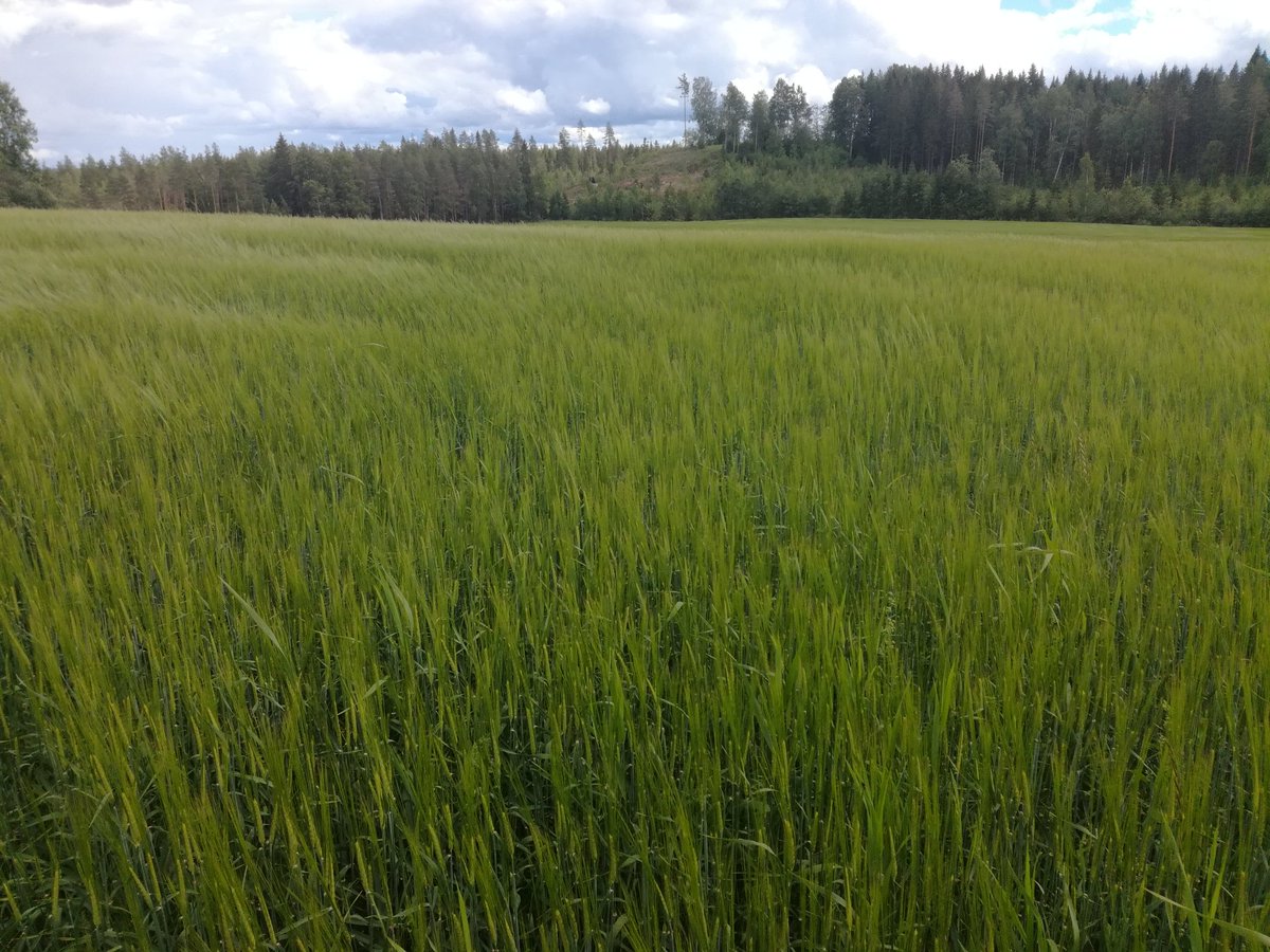 EVihonen's tweet photo. @LuokkakallioJ #Arild #luomu #ohra on hyvässä kasvussa. #Kuivuus ei koettele, kun maan rakenne ja #multavuus kunnossa. Esikasvina rypsi. #LantmannenAgro #ProAgria @Luomuliitto https://t.co/iB404ITFbk