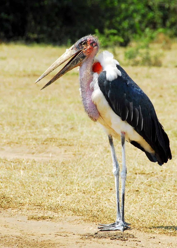 The #maraboustork is regarded as the #ugliest birds of Uganda. 
#Visituganda #Twitcher #Birding #Birdwatching #Maraboustork #UgandaBirdingsafaris #Africanwildlife #Birdsofuganda #BirdsofEastAfrica #Tours #LakeBunyonyi #Dalinksafaris 🇺🇬